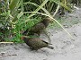 11.54- Keas (nestor notabilis)